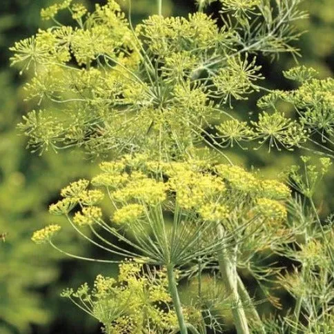 Dill Seeds