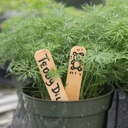 Dill "Teddy" - 4" pot