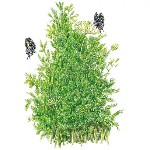 Dill 'Tetra'