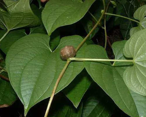 Dioscorea bulbifera