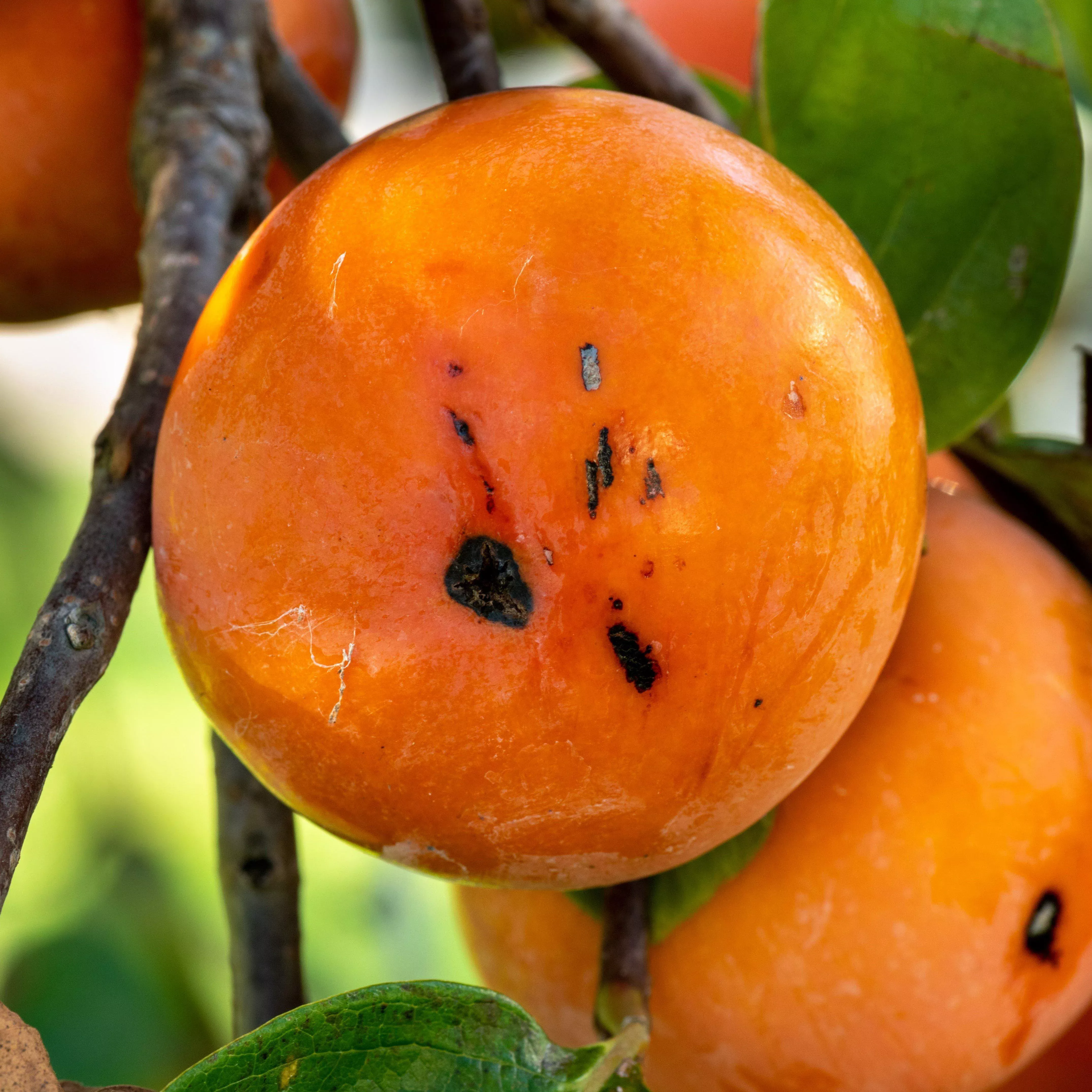 Diospyros virginiana- Persimmon