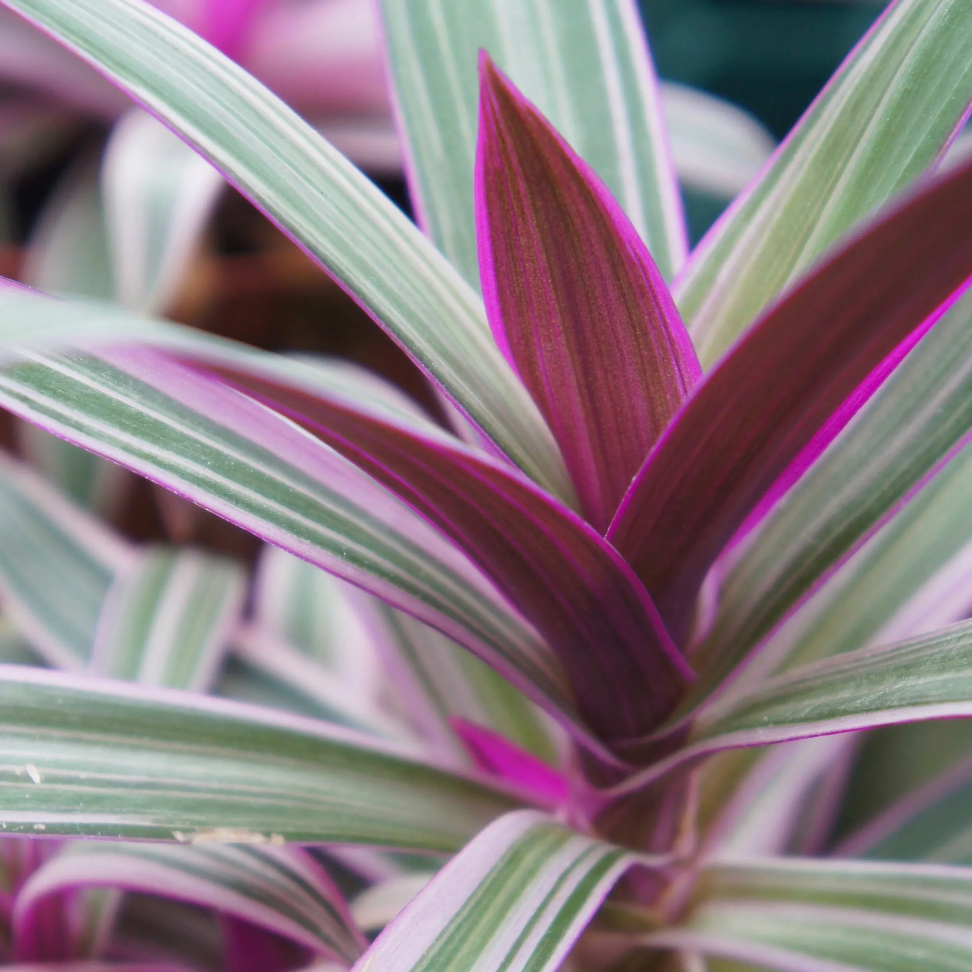 Discolor Variegata 'Rhoeo' (Oyster Plant)