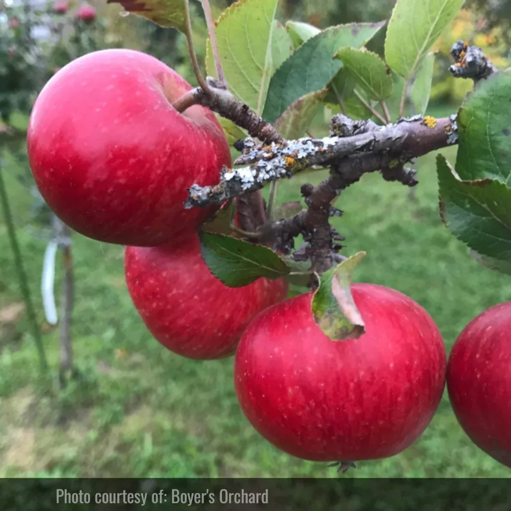 Discovery Apple Tree