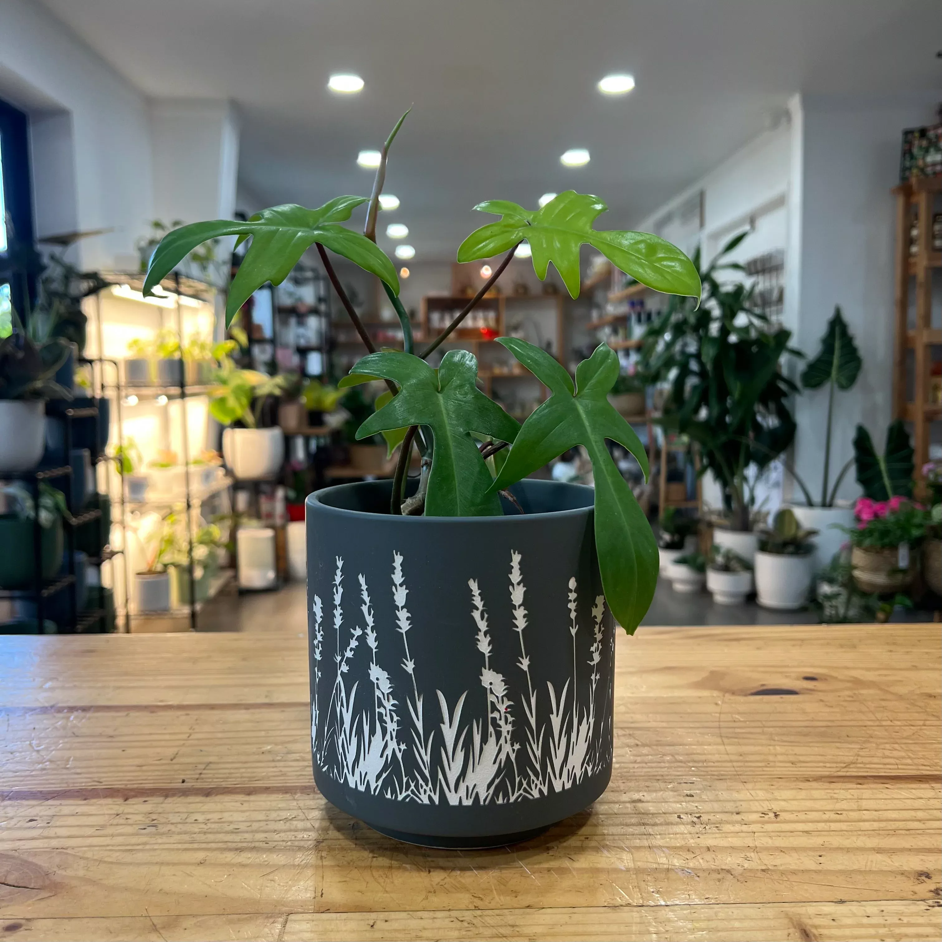Ditzy Pattern Planter