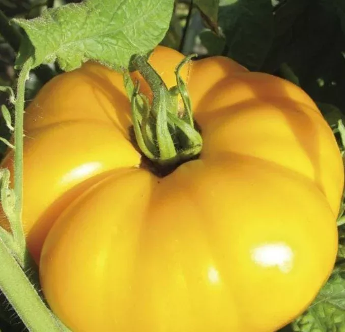 Dixie Golden Giant Tomato Seeds