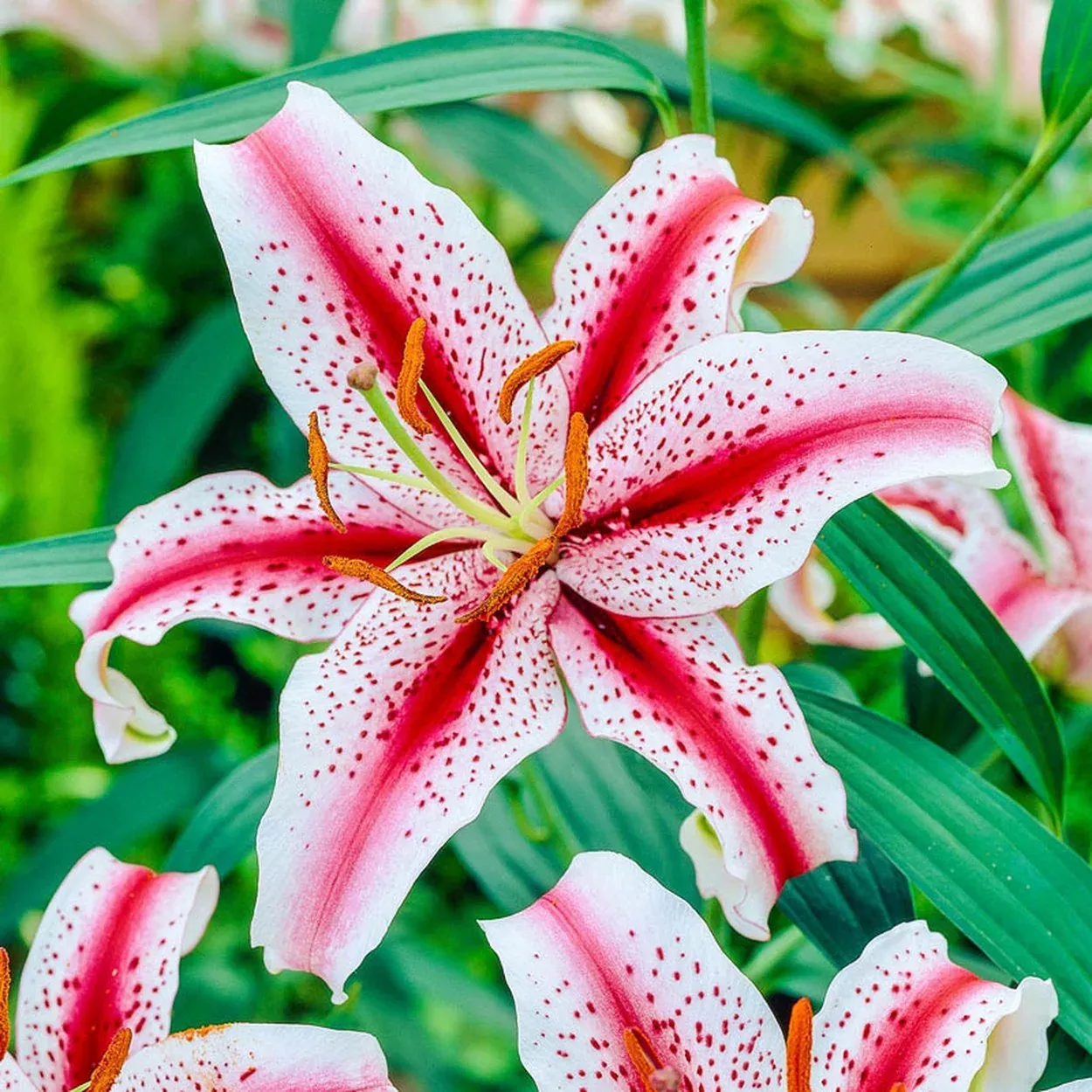Dizzy Oriental Lily