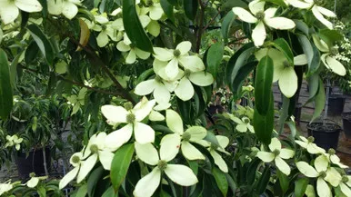 Dogwood 'Bernice' evergreen#2
