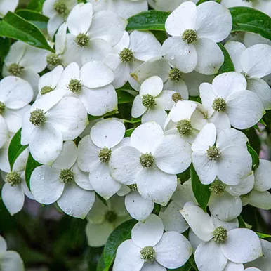 Dogwood 'Empress of China' 5 Gallon