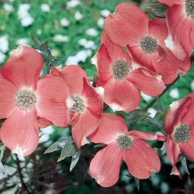 Dogwood Red 3 Gallon