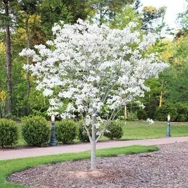 Dogwood White 5 Gallon