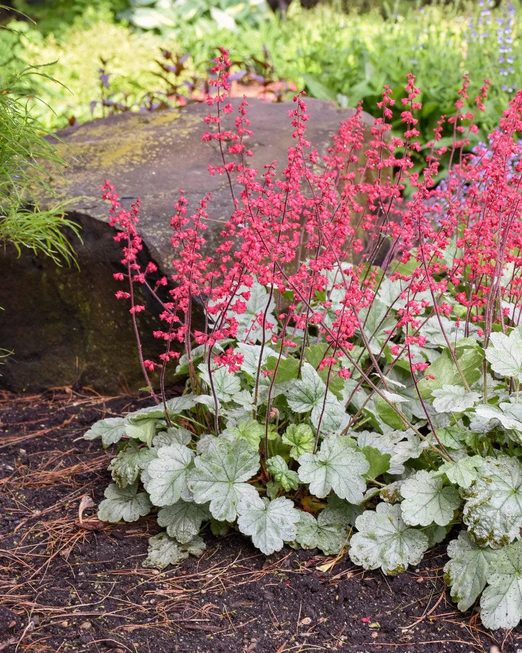 Dolce Spearmint Coral Bells