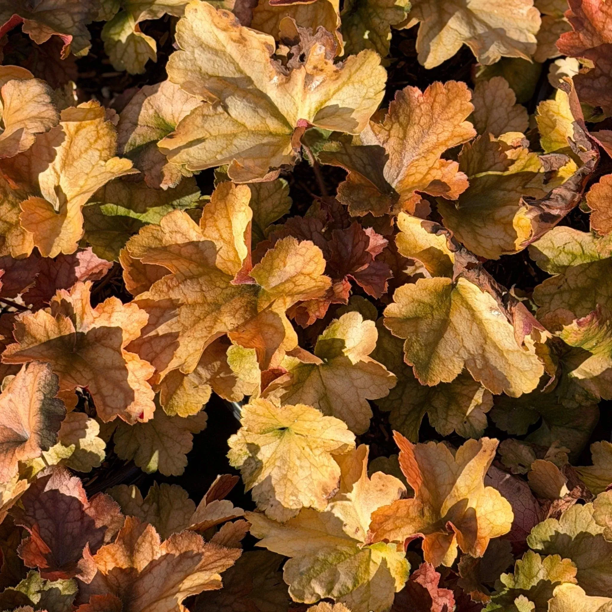 Dolce Toffee Tart Coral Bells