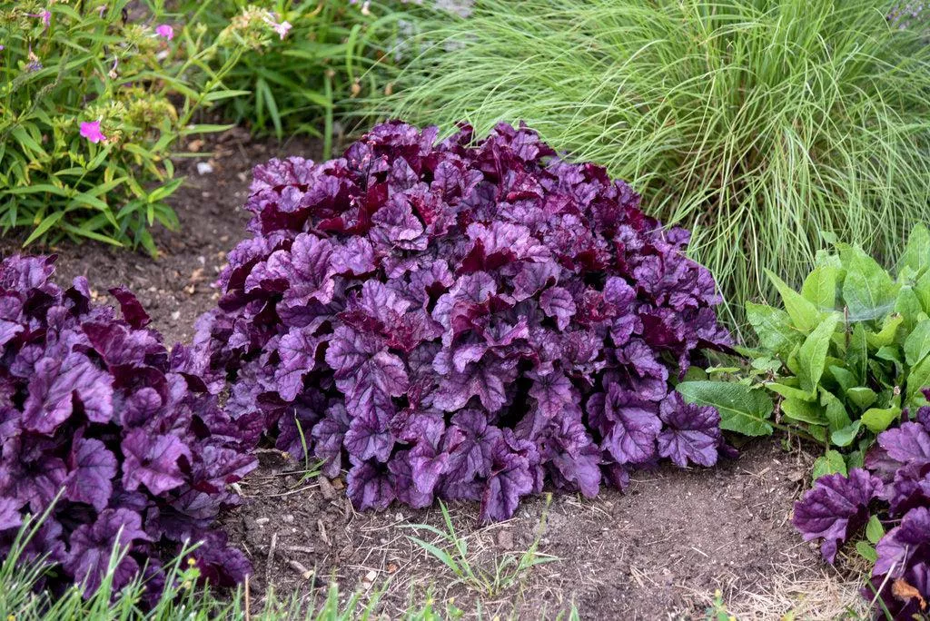 Dolce Wildberry Coral Bells