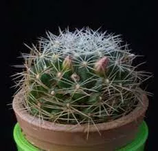 Dolichothele albescens 25 Seeds - Mammillaria albescens