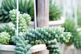 Donkey Tail / Burrito