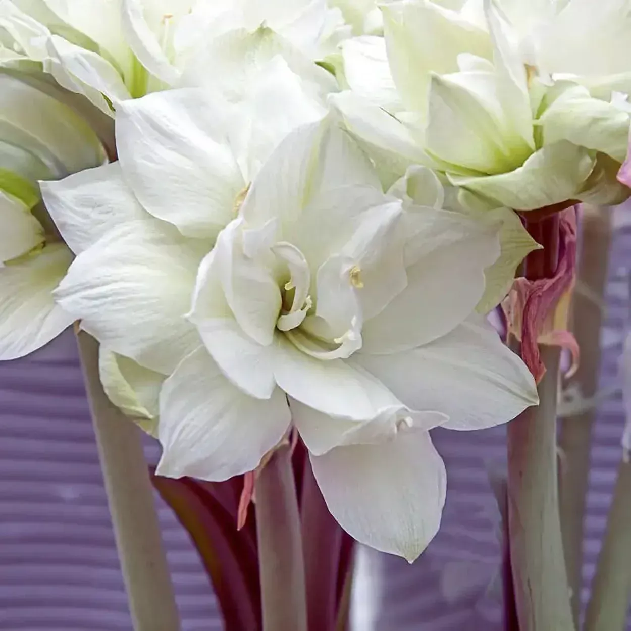 Donner Amaryllis Bulb