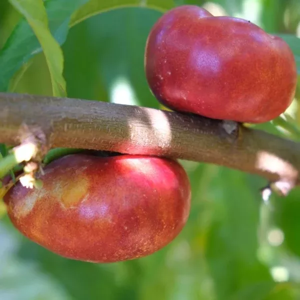 Donut Nectarine