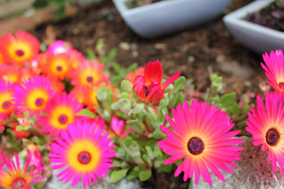 Dorotheanthus bellidiformis Seeds - Livingstone Daisy