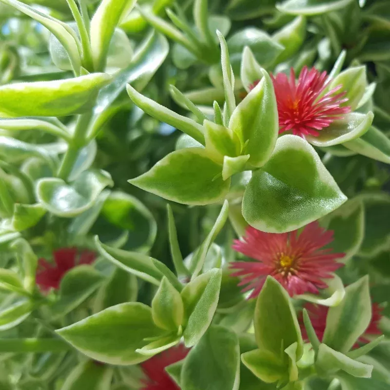 Dorotheanthus Variegated Plant Plug (Aptenia cordifolia 'Variegated') – Stunning Succulent Groundcover – Drought-Tolerant & Low-Maintenance
