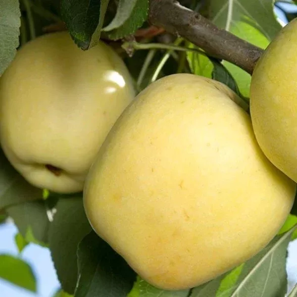 Dorsett Golden Apple