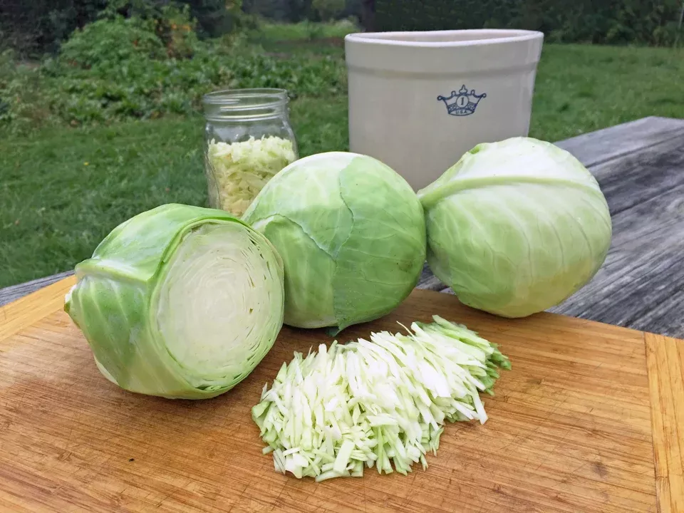 Dottenfelder Organic Cabbage Seeds