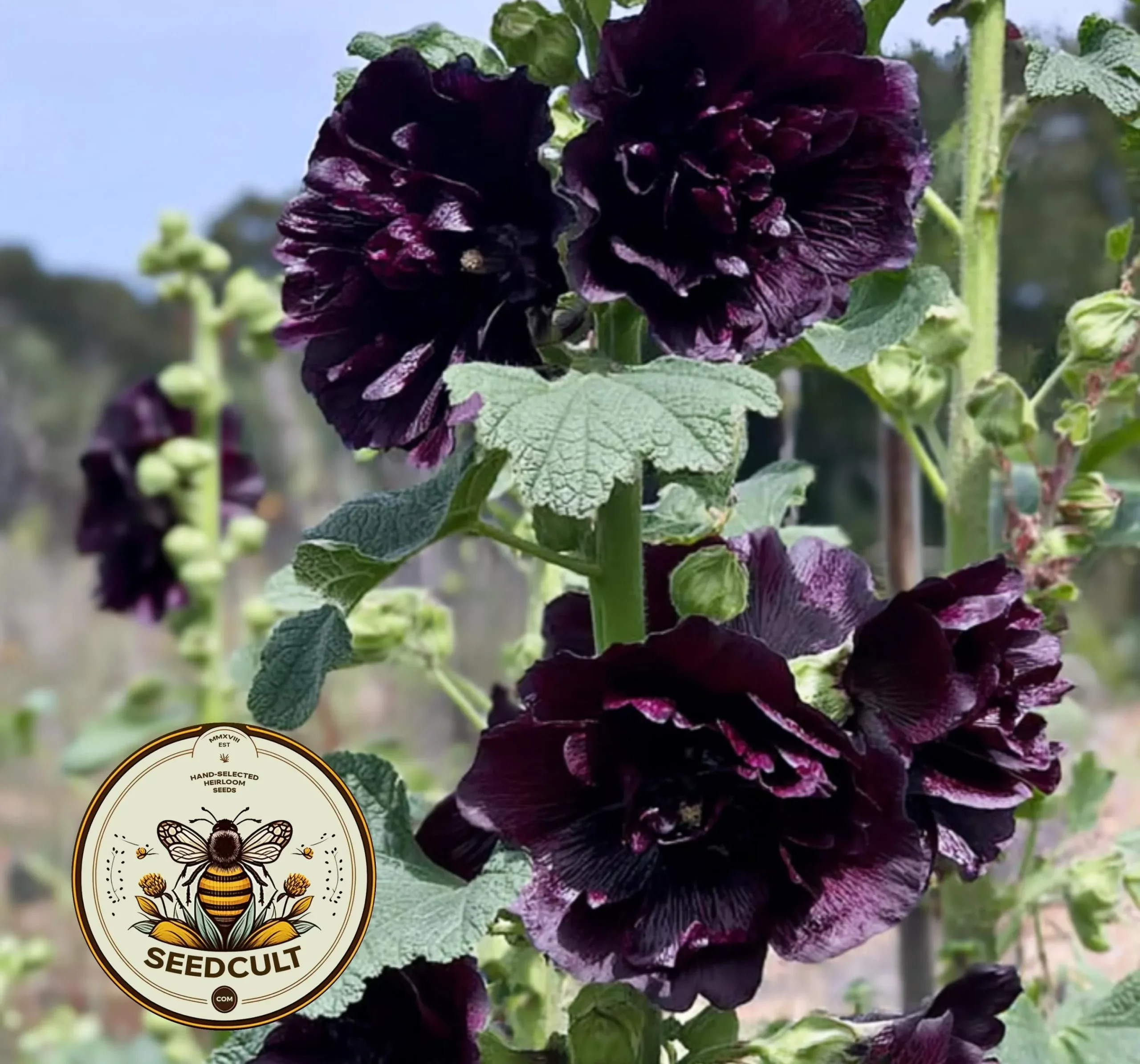 DOUBLE BLACK HOLLYHOCK
