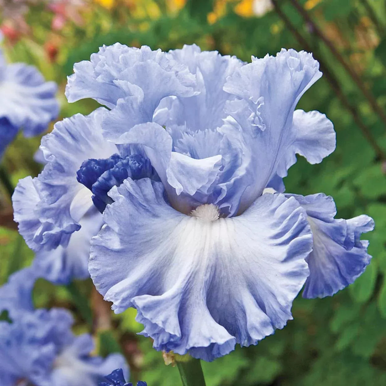 Double Bubble Bearded Iris