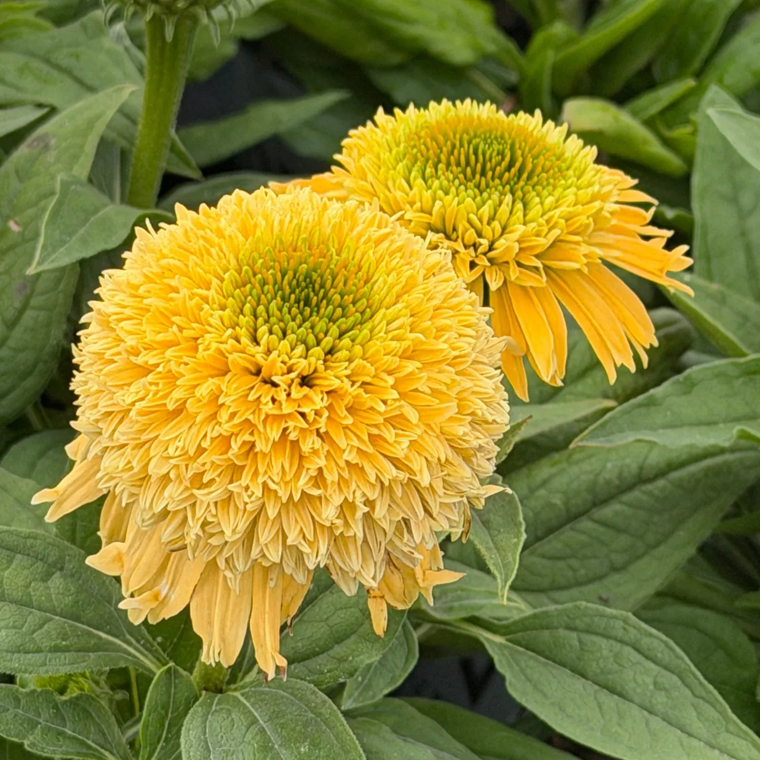Double Coded Butter Pecan Coneflower