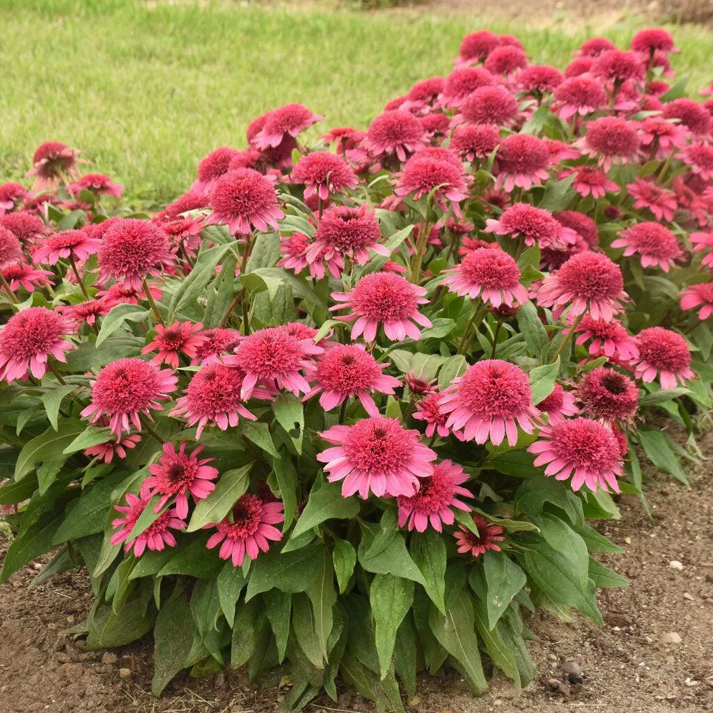 Double Coded Raspberry Beret Coneflower