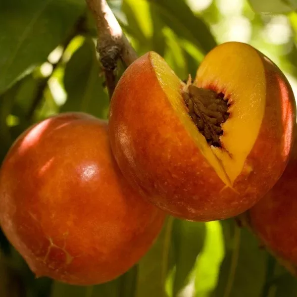 Double Delight Yellow Nectarine