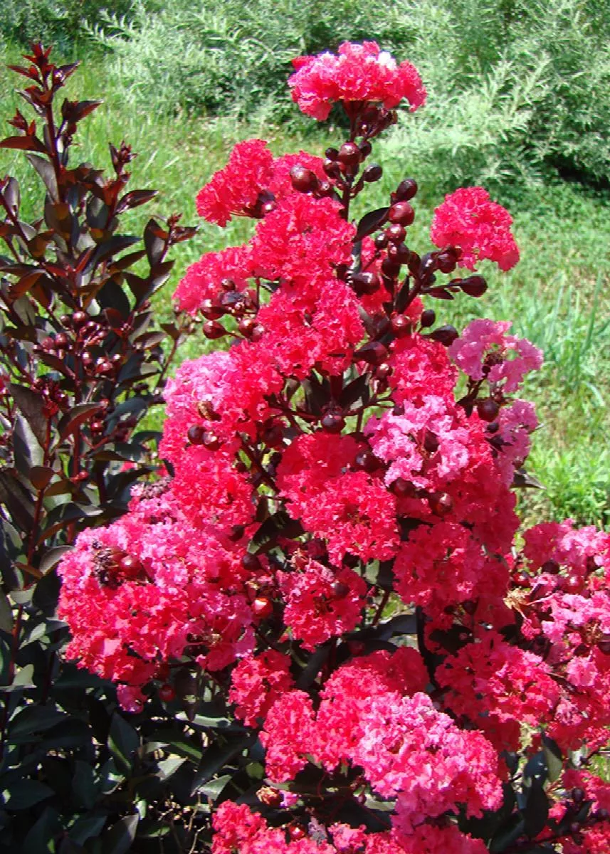 Double Dynamite Crape Myrtle