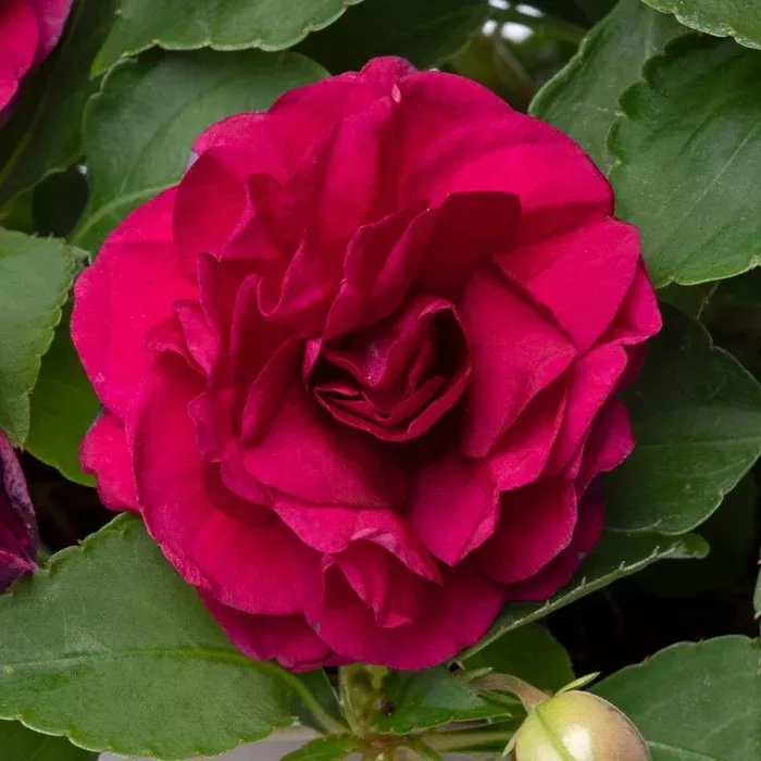 Double Impatiens - Glimmer