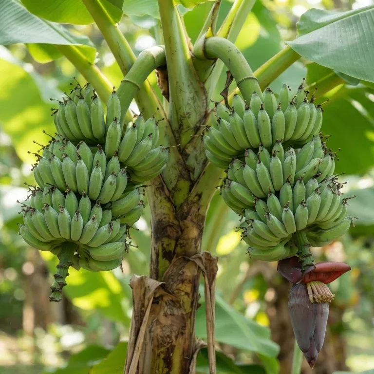 Double Mahoi Banana