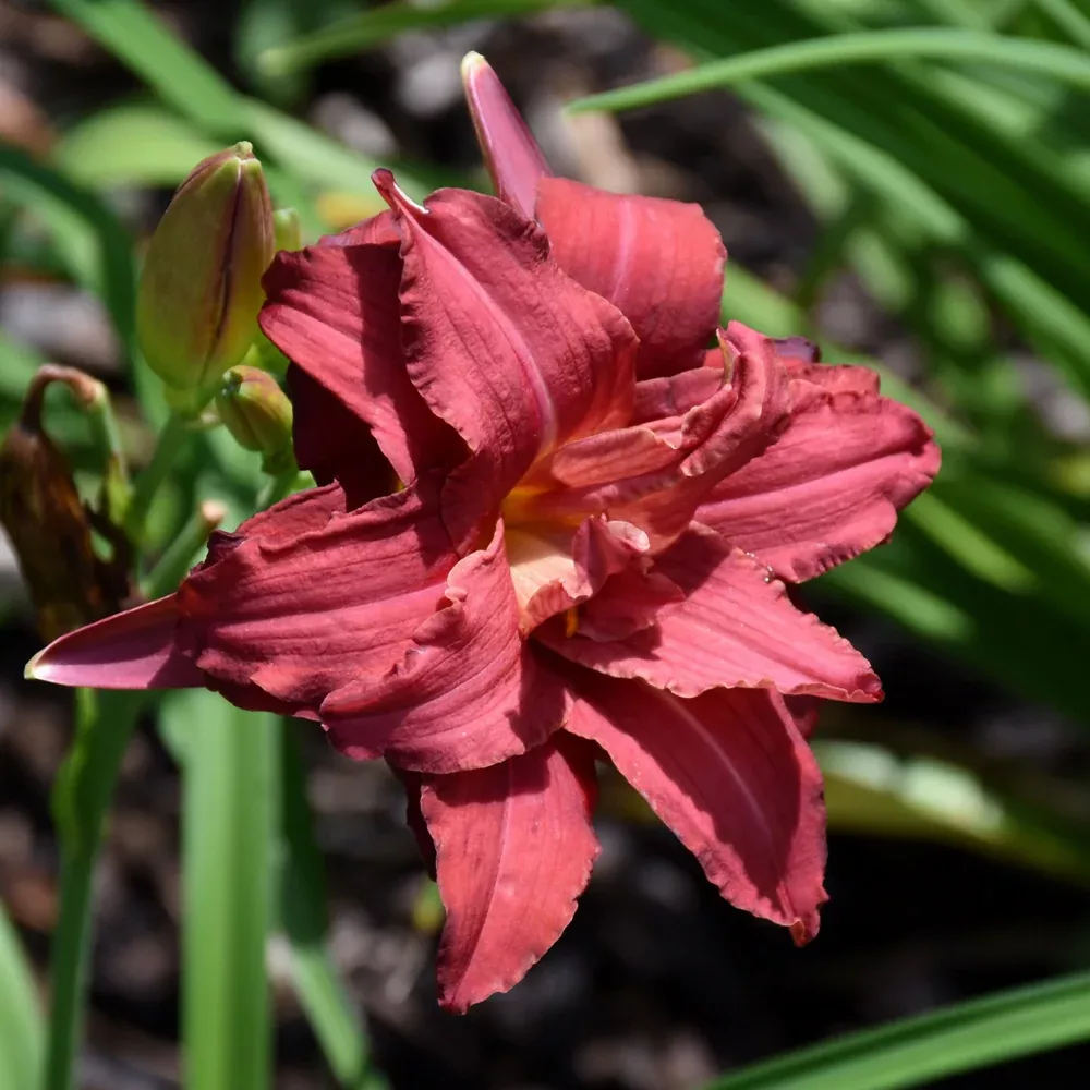 Double Pardon Me Daylily