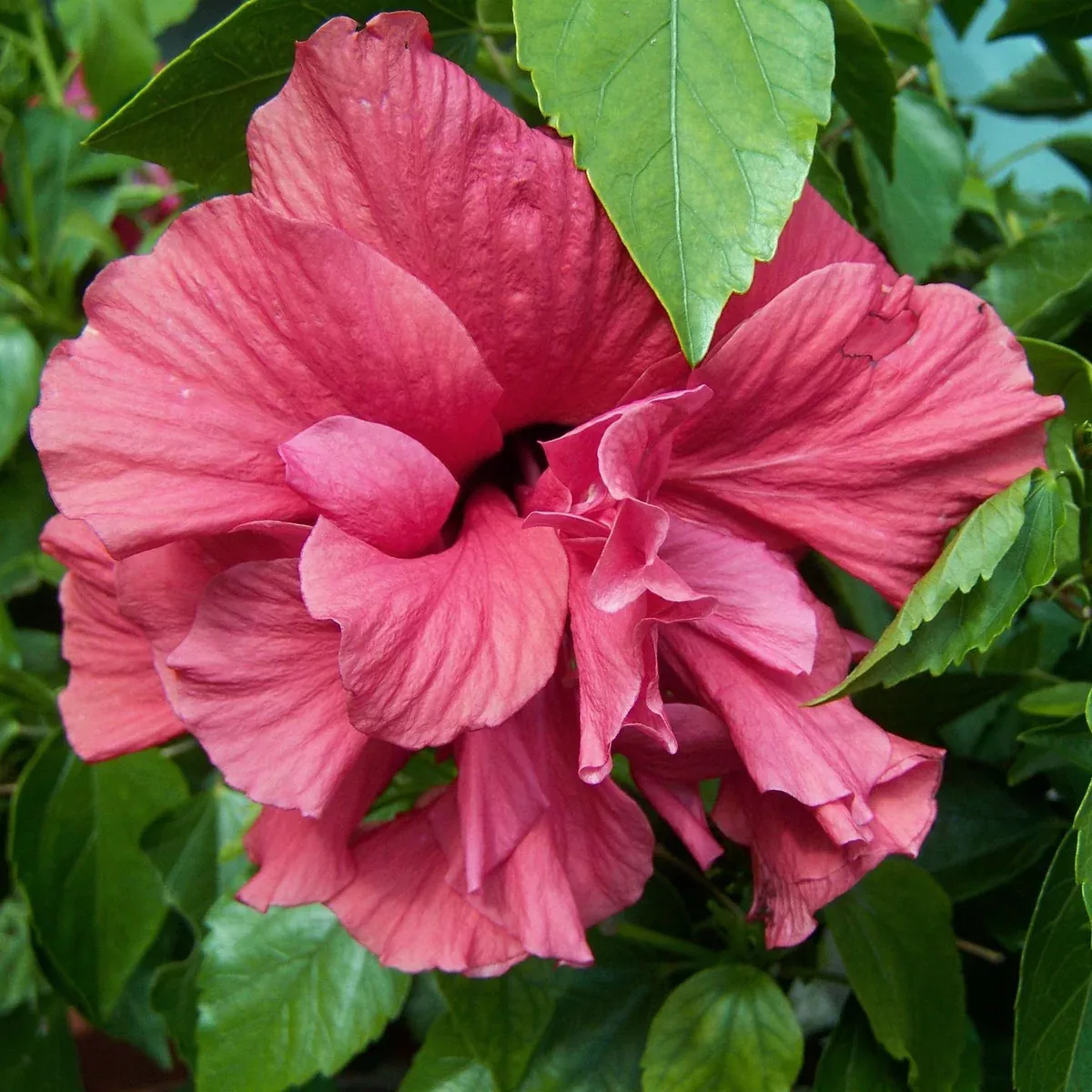Double Pink Hibiscus