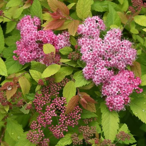Double Play Big Bang Spirea