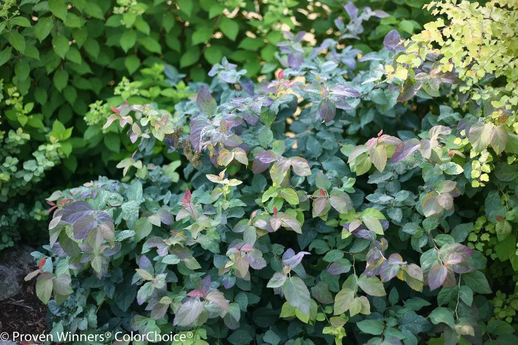 Double Play Blue Kazoo Spirea
