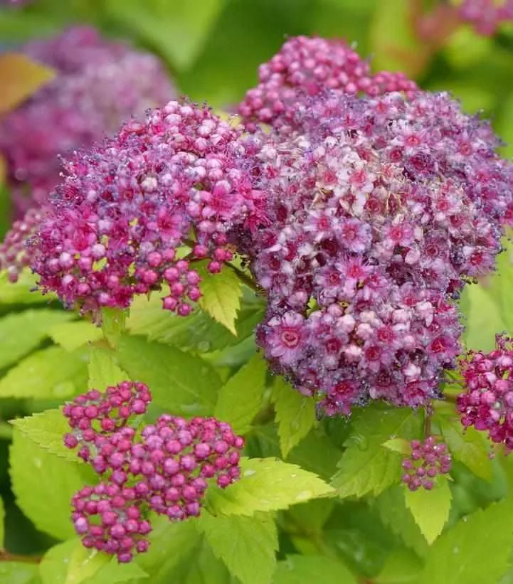 Double Play Dolly Spiraea