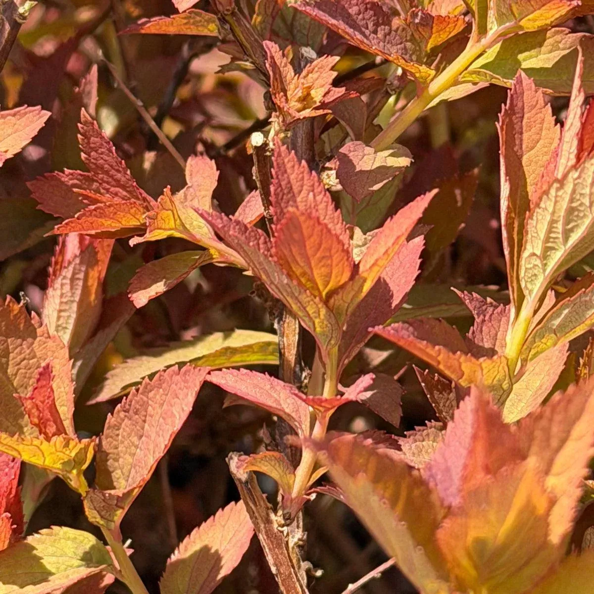 Double Play Doozie Spirea