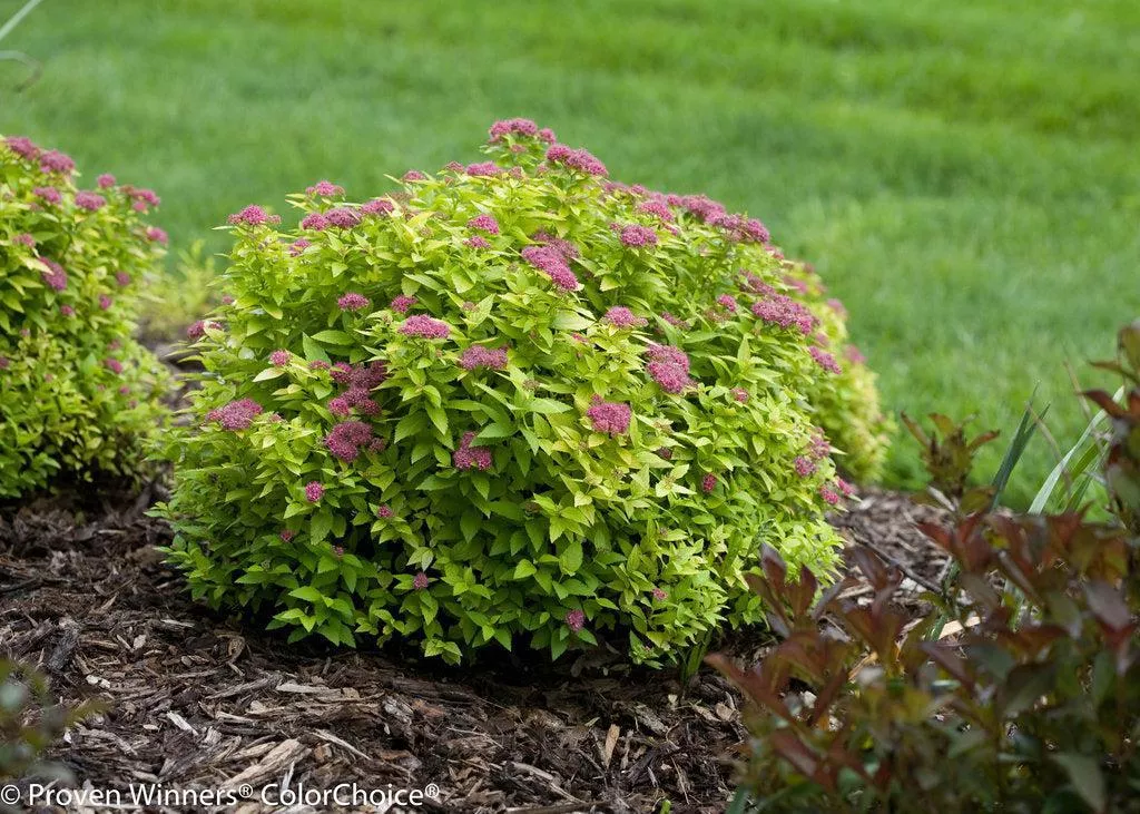 Double Play Gold Spirea