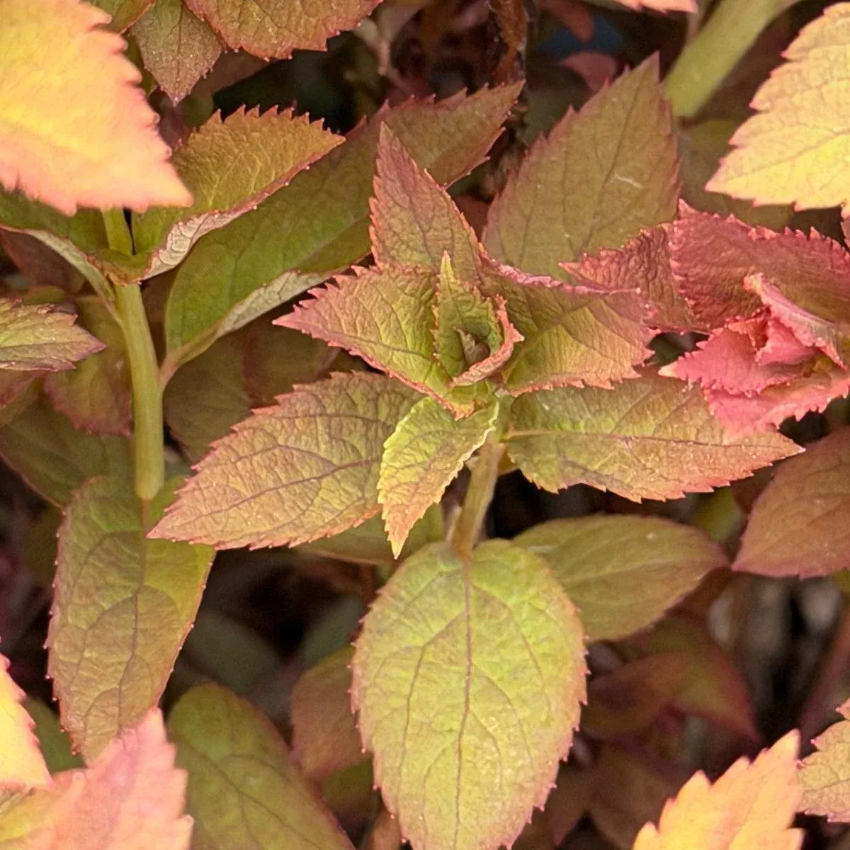 Double Play Red Spirea