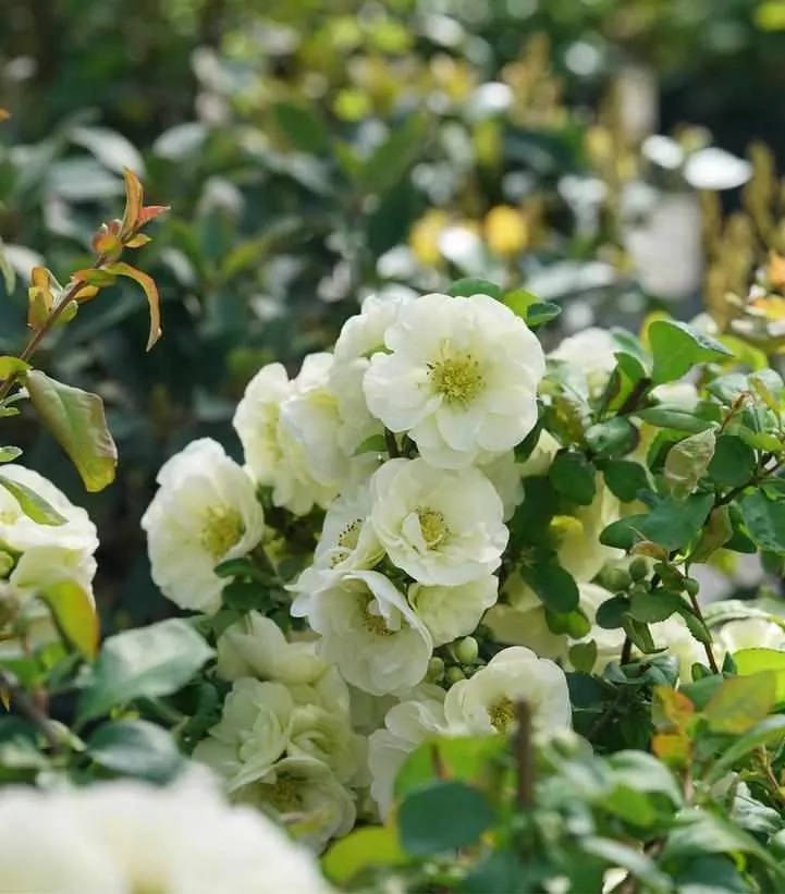 Double Take Eternal White Quince