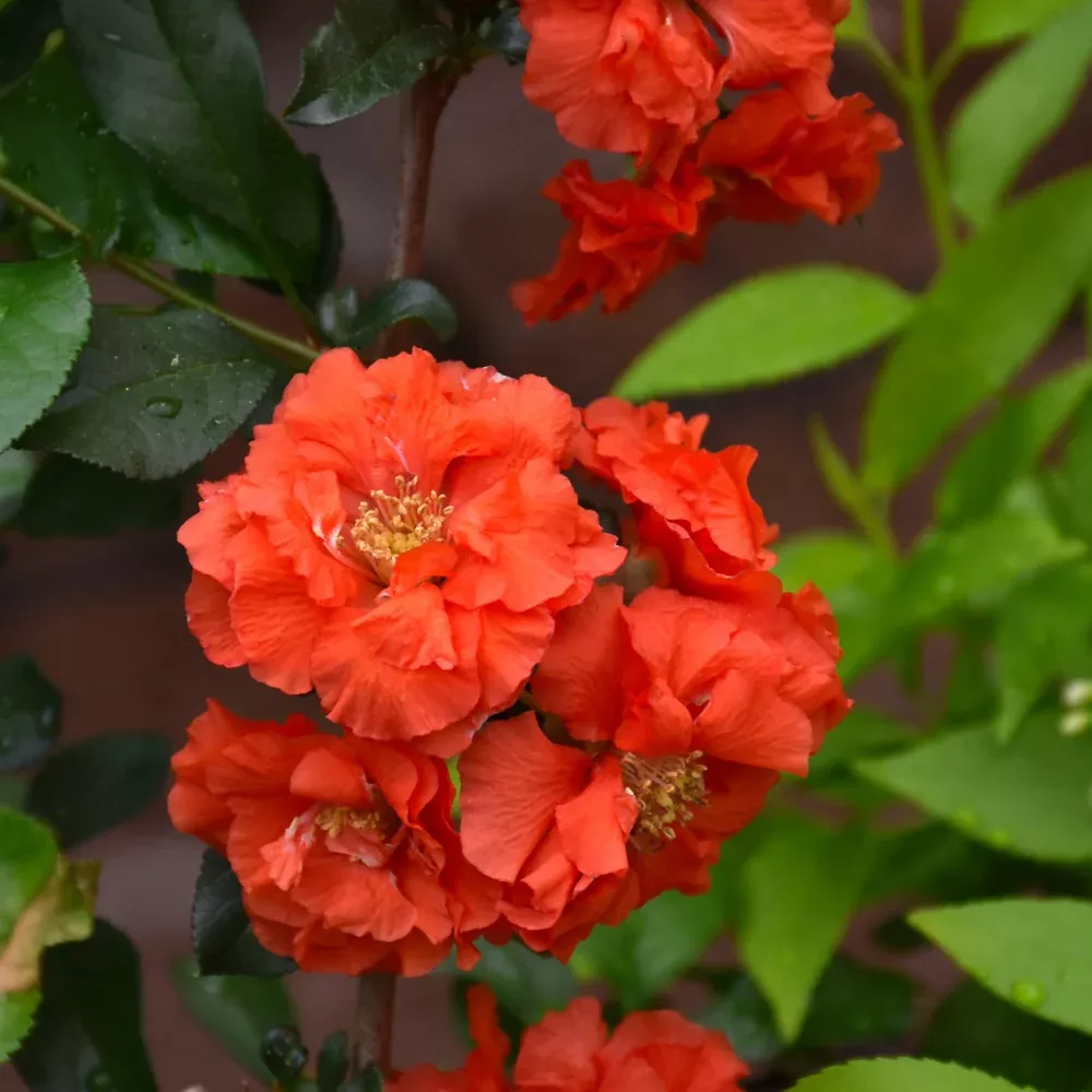 Double Take Orange Flowering Quince