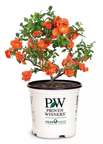 Double Take Orange Quince