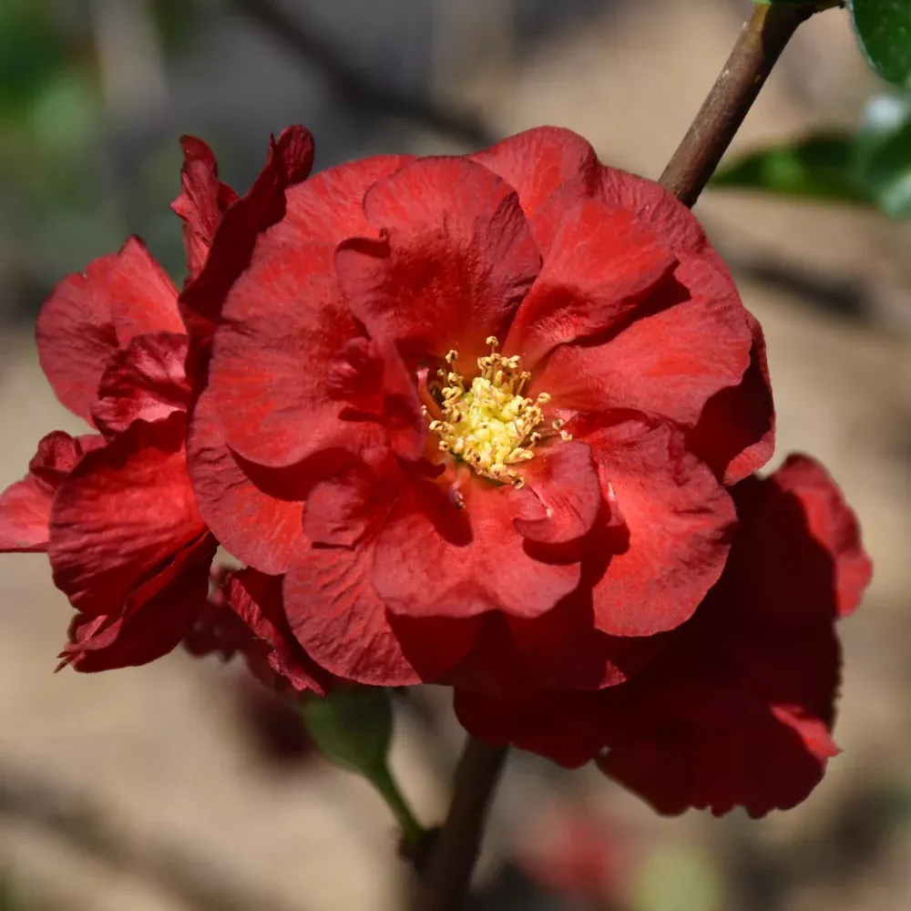 Double Take Scarlet Flowering Quince