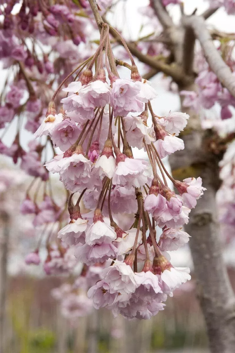 Double Weeping Rosebud Cherry