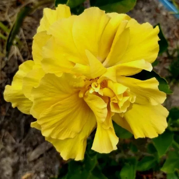 Double Yellow Hibiscus