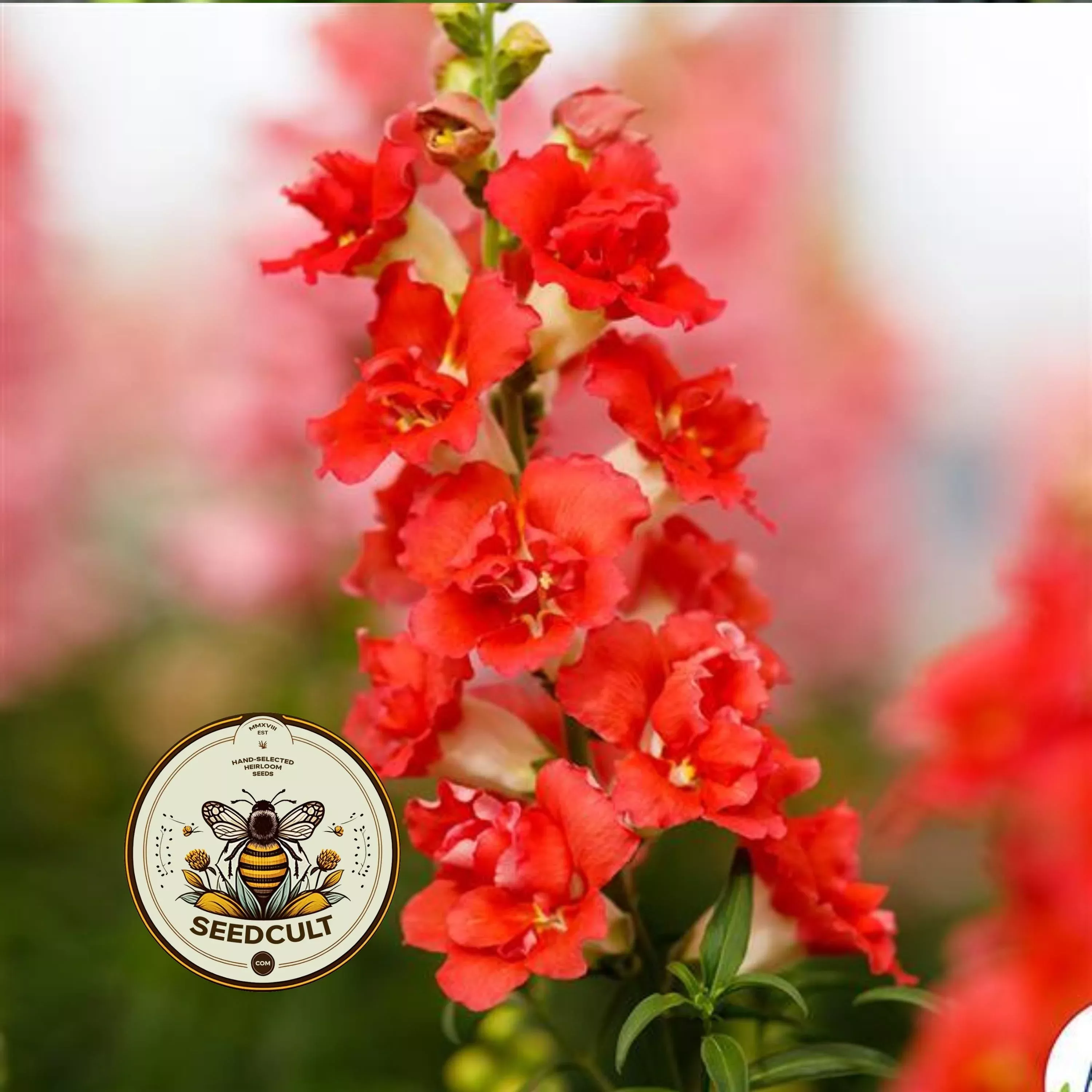 Doubleshot Bicolor Orange Snapdragon