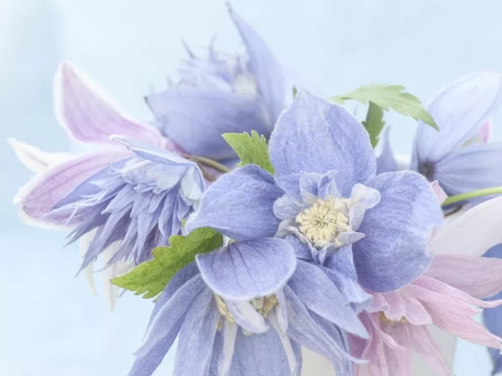 Downy Clematis Seeds, Clematis Macropetala, Vining Clematis CT2210
