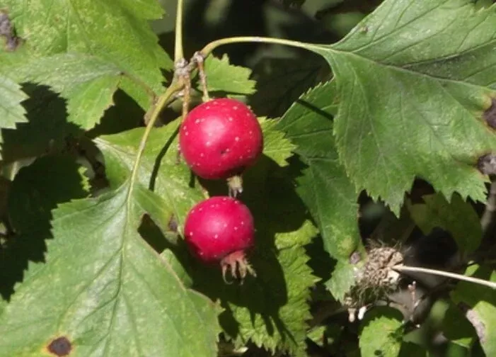 Downy Hawthorn Seeds